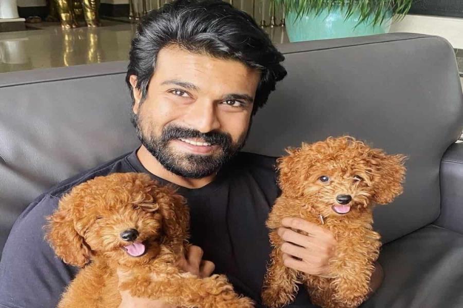 Ram Charan Dog Breed Name Price