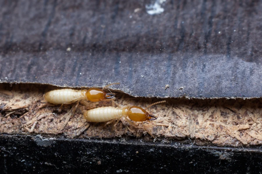 Can Small Structural Gaps Lead to Major Pest Infestations?